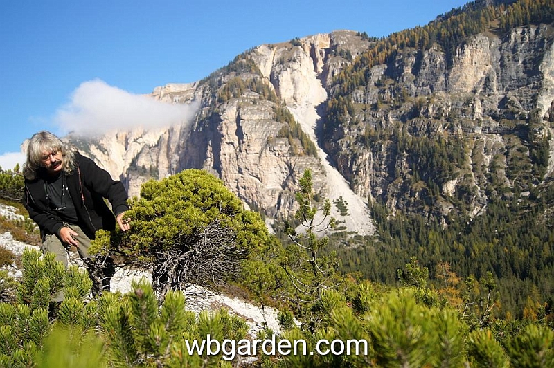 wbgarden alps 37a.JPG